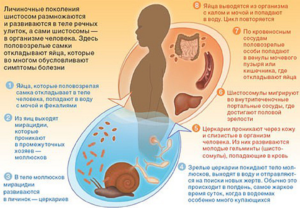 Цикл развития шистосом в организме человека